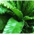 Kép 1/11 - Asplenium Osaka