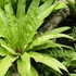 Kép 1/15 - Asplenium antiquum