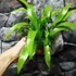 Kép 11/15 - Asplenium antiquum