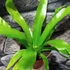 Kép 12/15 - Asplenium antiquum