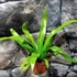 Kép 13/15 - Asplenium antiquum