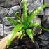Kép 14/15 - Asplenium antiquum