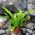 Kép 15/15 - Asplenium antiquum