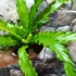 Kép 4/15 - Asplenium antiquum