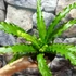 Kép 5/15 - Asplenium antiquum