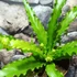 Kép 3/15 - Asplenium antiquum