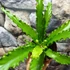 Kép 2/15 - Asplenium antiquum