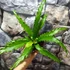 Kép 8/15 - Asplenium antiquum