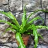 Kép 7/15 - Asplenium antiquum