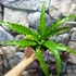 Kép 9/15 - Asplenium antiquum