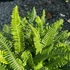 Kép 1/7 - Blechnum spicant - erdei bordapáfrány
