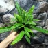 Kép 2/7 - Blechnum spicant - erdei bordapáfrány