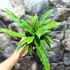 Kép 4/7 - Blechnum spicant - erdei bordapáfrány