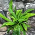 Kép 5/7 - Blechnum spicant - erdei bordapáfrány