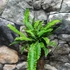 Kép 6/7 - Blechnum spicant - erdei bordapáfrány