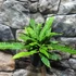Kép 7/7 - Blechnum spicant - erdei bordapáfrány