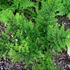 Kép 1/6 - Dryopteris austriaca 'Lepidota Crispa Cristata' - csipkés pelyvás pajzsika
