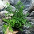 Kép 3/6 - Dryopteris austriaca 'Lepidota Crispa Cristata' - csipkés pelyvás pajzsika
