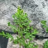 Kép 4/6 - Dryopteris austriaca 'Lepidota Crispa Cristata' - csipkés pelyvás pajzsika