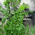 Kép 5/6 - Dryopteris austriaca 'Lepidota Crispa Cristata' - csipkés pelyvás pajzsika