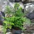 Kép 2/6 - Dryopteris austriaca 'Lepidota Crispa Cristata' - csipkés pelyvás pajzsika