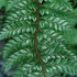 Kép 1/7 - Polystichum neolobatum