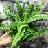 Kép 3/7 - Polystichum neolobatum