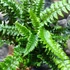 Kép 2/7 - Polystichum neolobatum