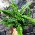 Kép 5/7 - Polystichum neolobatum