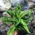 Kép 7/7 - Polystichum neolobatum