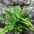 Kép 6/7 - Polystichum neolobatum