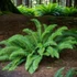 Kép 1/4 - Polystichum munitum - kardpáfrány