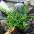 Kép 2/4 - Polystichum munitum - kardpáfrány