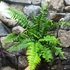 Kép 3/4 - Polystichum munitum - kardpáfrány