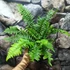Kép 4/4 - Polystichum munitum - kardpáfrány