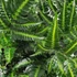 Kép 1/7 - Arachniodes simplicior