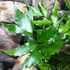 Kép 3/7 - Cyrtomium falcatum - sarlós babérpáfrány