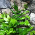 Kép 5/7 - Cyrtomium falcatum - sarlós babérpáfrány