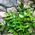 Kép 6/7 - Cyrtomium falcatum - sarlós babérpáfrány