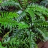 Kép 1/7 - Cyrtomium falcatum - sarlós babérpáfrány