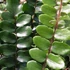 Kép 1/8 - Pellaea rotundifolia - kereklevelű sziklapáfrány
