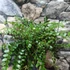 Kép 5/8 - Pellaea rotundifolia - kereklevelű sziklapáfrány