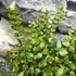 Kép 4/8 - Pellaea rotundifolia - kereklevelű sziklapáfrány