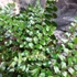 Kép 6/8 - Pellaea rotundifolia - kereklevelű sziklapáfrány