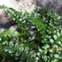 Kép 7/8 - Pellaea rotundifolia - kereklevelű sziklapáfrány
