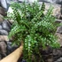 Kép 8/8 - Pellaea rotundifolia - kereklevelű sziklapáfrány