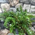 Kép 3/8 - Pellaea rotundifolia - kereklevelű sziklapáfrány