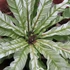 Kép 1/15 - Asplenium australasicum 'Variegata'