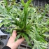 Kép 2/15 - Asplenium australasicum 'Variegata'