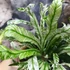Kép 9/15 - Asplenium australasicum 'Variegata'